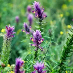 Lila Blütenstände von Astragalus, deren Heilwirkung geschätzt wird, wachsen im satten Grün.