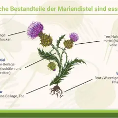Mariendistel: Blüte, Stiel, Blätter essbar. Samen für Tee & Nahrungsergänzungsmittel mit wertvoller Silymarin Wirkung. Wurzeln als Gemüse.