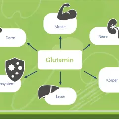Schema zeigt die Glutamin Wirkung auf Darm, Muskeln, Nieren, Immunsystem, Leber und den gesamten Körper.