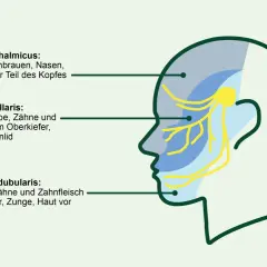Schema des Trigeminusnervs mit seinen drei Ästen. Informationen zur Beruhigung des Trigeminusnervs mit Hausmitteln können hier nützlich sein.
