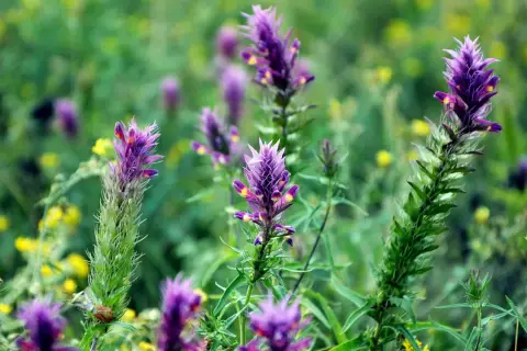 Lila Blütenstände von Astragalus, deren Heilwirkung geschätzt wird, wachsen im satten Grün.