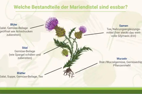 Mariendistel: Blüte, Stiel, Blätter essbar. Samen für Tee & Nahrungsergänzungsmittel mit wertvoller Silymarin Wirkung. Wurzeln als Gemüse.