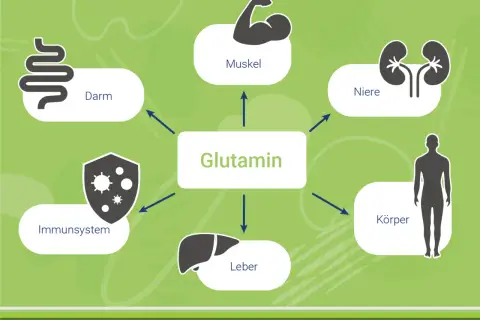 Schema zeigt die Glutamin Wirkung auf Darm, Muskeln, Nieren, Immunsystem, Leber und den gesamten Körper.