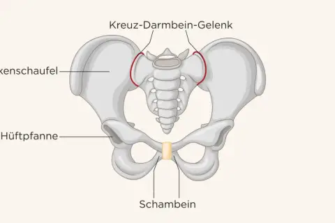 Beckenknochen mit Beschriftungen: Beckenschaufel, Hüftpfanne, Kreuz-Darmbein-Gelenk und Schambein. Einrenken ist hier wichtig.