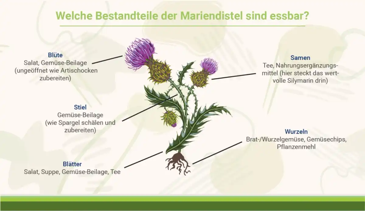 Silymarin aus Mariendistel - Nutzen und Grenzen im Überblick