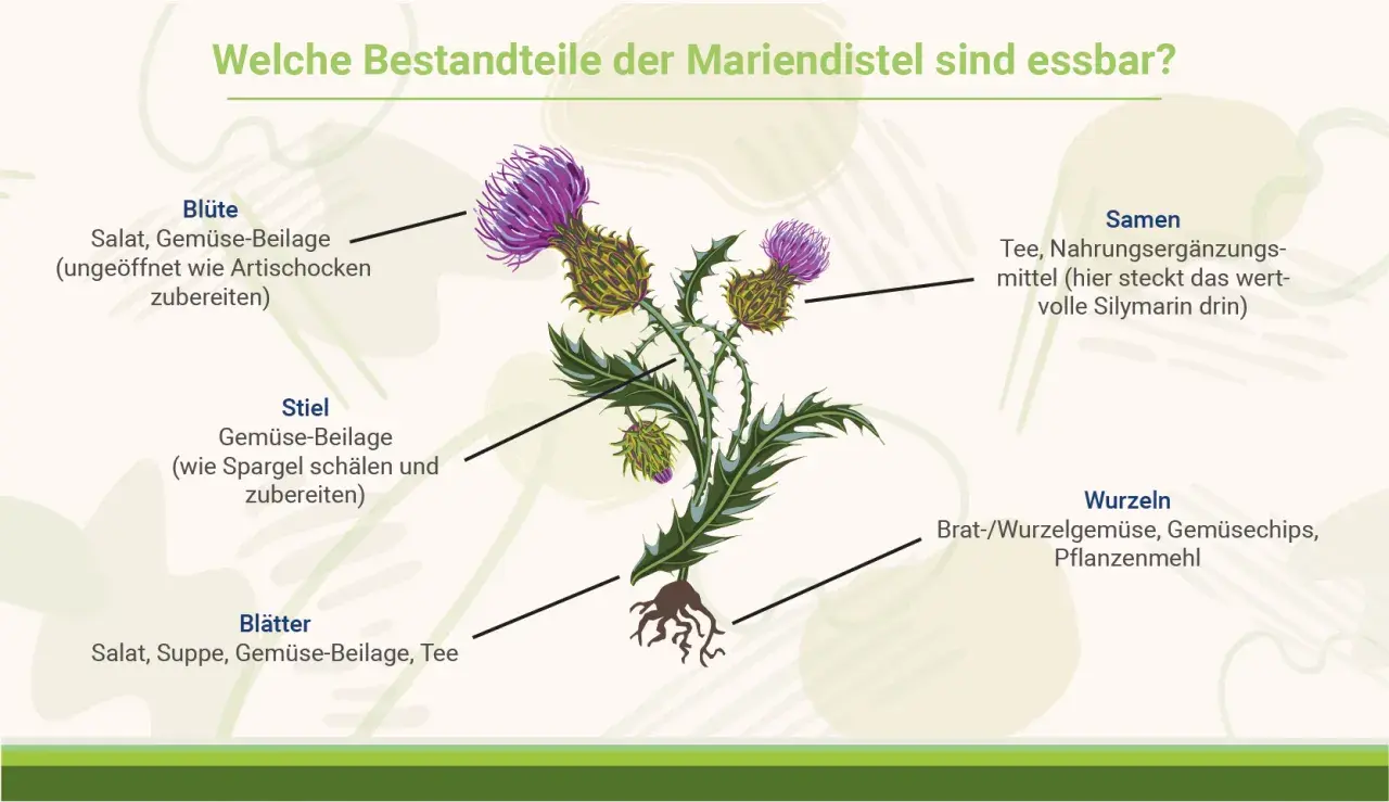 Mariendistel: Blüte, Stiel, Blätter essbar. Samen für Tee & Nahrungsergänzungsmittel mit wertvoller Silymarin Wirkung. Wurzeln als Gemüse.
