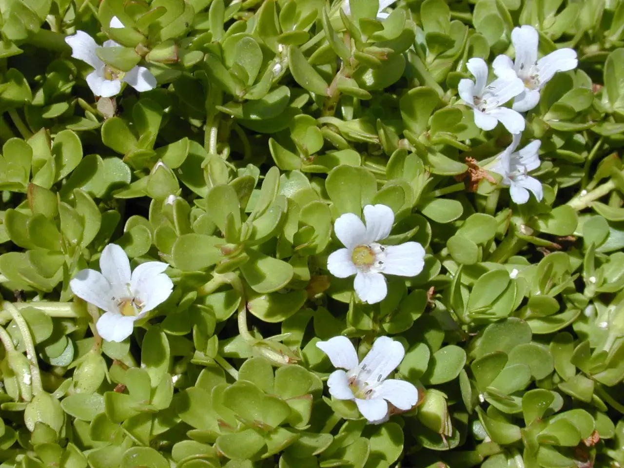 Nahaufnahme von Bacopa monnieri mit kleinen weißen Blüten. Die Brahmi Wirkung ist bekannt für ihre kognitiven Vorteile.