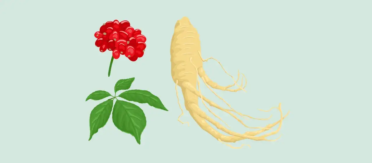 Ginseng-Wurzel, Blätter und rote Beeren. Die Ginseng Wirkung bei Frauen ist vielfältig und wird oft für Vitalität und Wohlbefinden geschätzt.