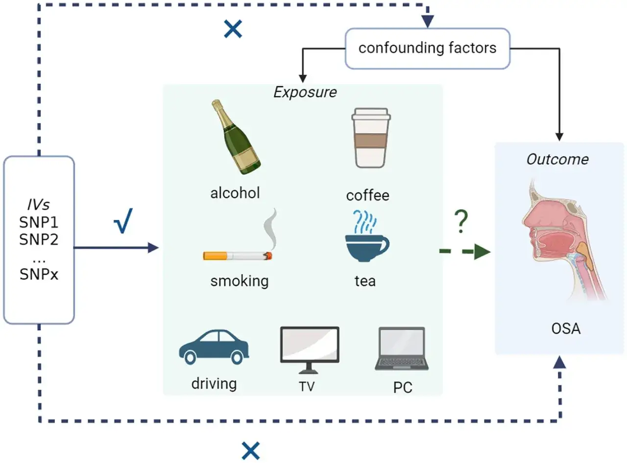 Schema zeigt, wie Alkohol, Rauchen und andere Faktoren die Schlafapnoe (OSA) beeinflussen könnten.