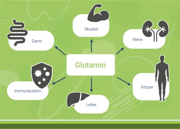 Schema zeigt die Glutamin Wirkung auf Darm, Muskeln, Nieren, Immunsystem, Leber und den gesamten Körper.