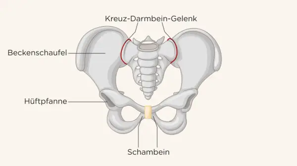 Beckenknochen mit Beschriftungen: Beckenschaufel, Hüftpfanne, Kreuz-Darmbein-Gelenk und Schambein. Einrenken ist hier wichtig.
