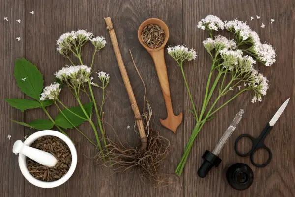 Baldrianwurzel, Blüten und Utensilien zur Zubereitung von Heilmitteln. Die Baldrian Wirkung ist bekannt für ihre beruhigenden Eigenschaften.