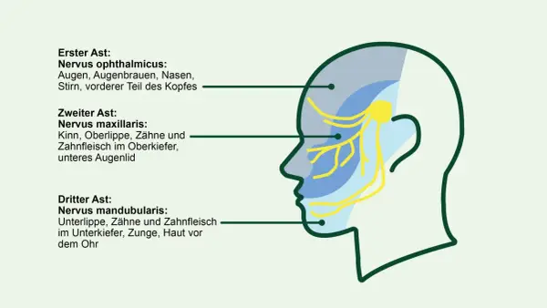 Schema des Trigeminusnervs mit seinen drei Ästen. Informationen zur Beruhigung des Trigeminusnervs mit Hausmitteln können hier nützlich sein.