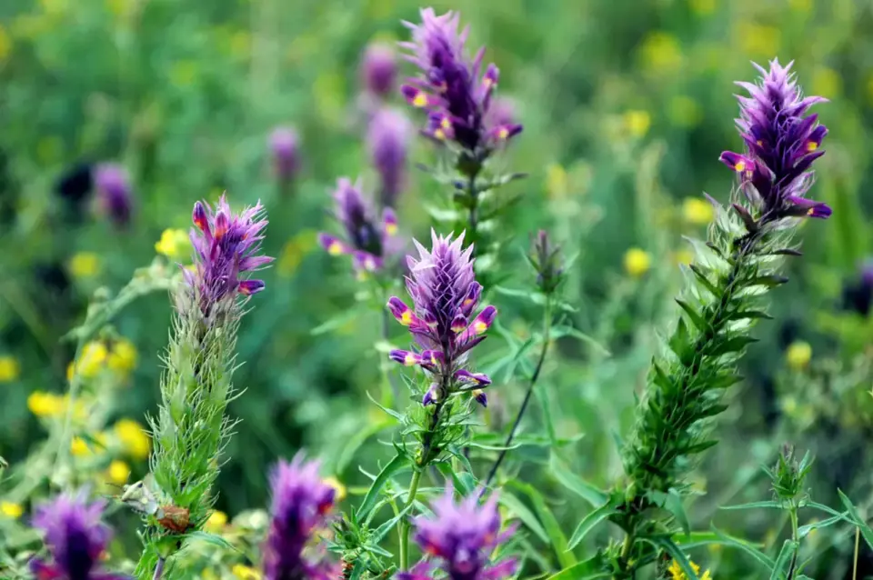Astragalus verstehen - Wirkung, Nutzen und Risiken