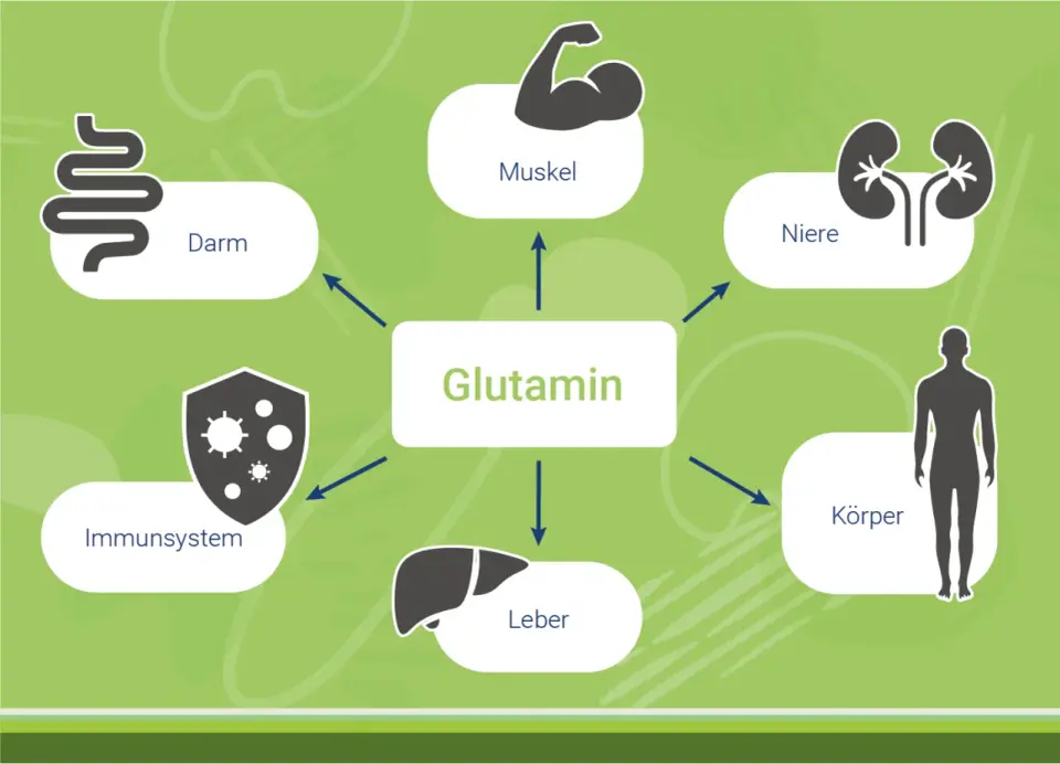 Glutamin-Wirkung - wann das Supplement wirklich Sinn ergibt